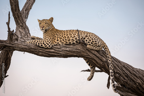 A leopard sitting on a tree at Moremi Game Reserve