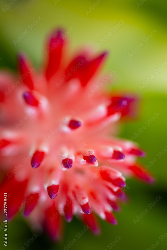 Bromeliad flower blooming in blurred garden, Close up and Marco shot Bromeliad flower blooming in blurred garden, Close up and Marco shot