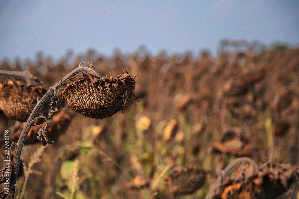 Obraz premium Ripened dry sunflowers in the autumn feld against blue sky (concept death for the sake of the futureh)