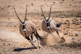 Two Oryx running in the Namib desert