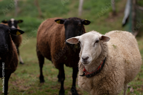 Castellana sheep breed © paula sierra