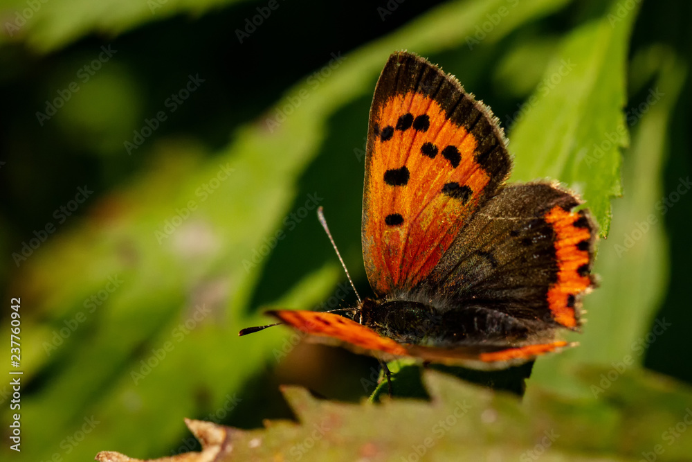 Fototapeta premium Kleiner Feuerfalter