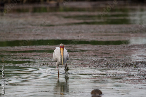 Yellow-billed Stock  photo