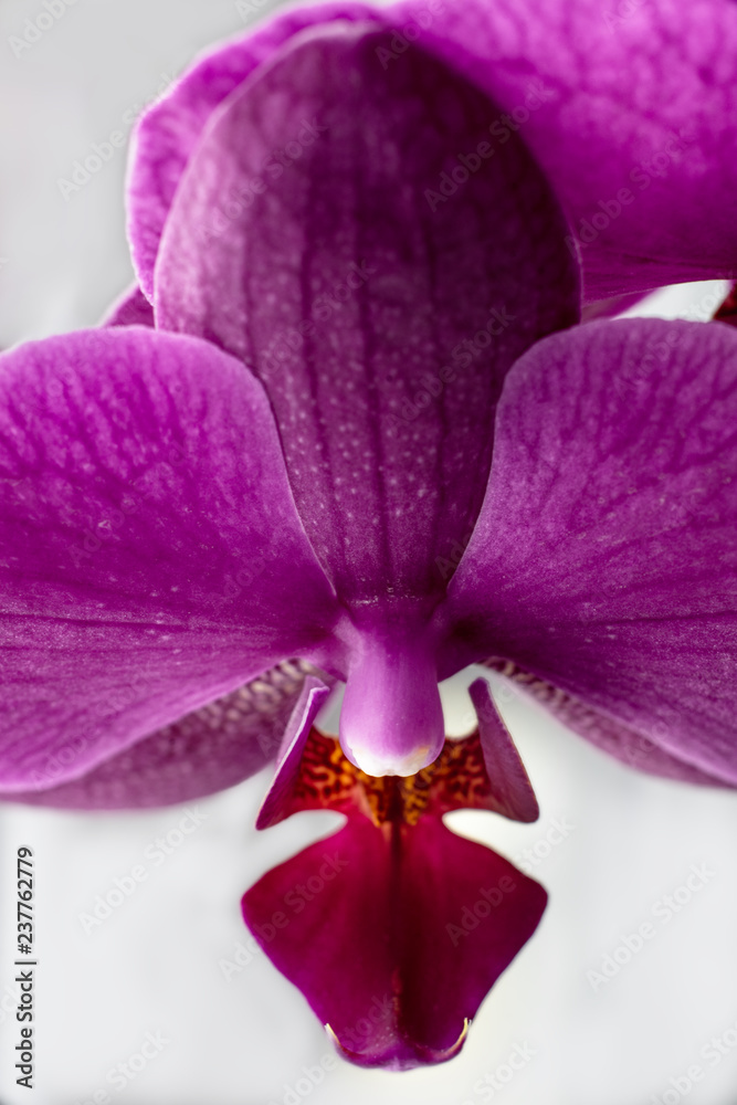 phalaenopsis in bloom