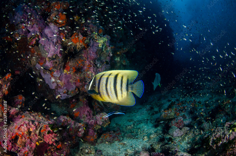 Sixbar Angelfish, Pomacanthus sexstriatus Sixbar Angelfish, Pomacanthus sexstriatus