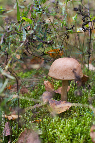 Boletus mushroom in the autumn forest in the moss and grass
