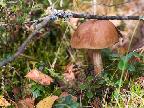 Boletus mushroom in the autumn forest in the moss