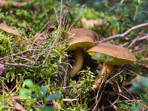 Two mushrooms in the autumn forest in the moss