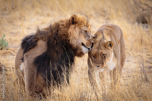 A lovely lion couple cuddling