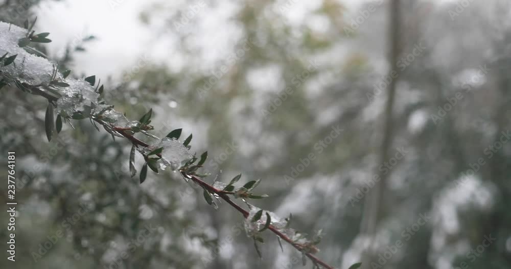 Snow covered green twig gently moves in the breeze as the snow falls Snow covered green twig gently moves in the breeze as the snow falls
