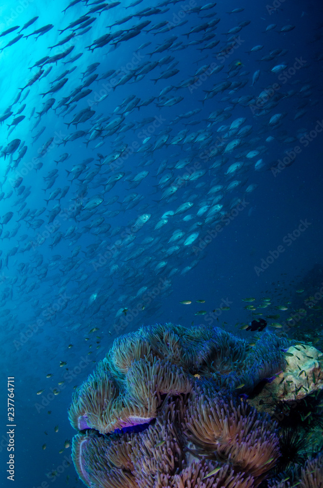 Fototapeta premium School of Bluefin trevally, Caranx melampygus in tropical sea