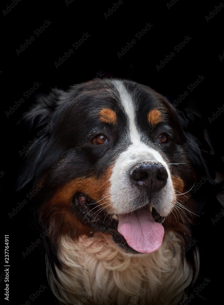 Cute domestic dog portrait