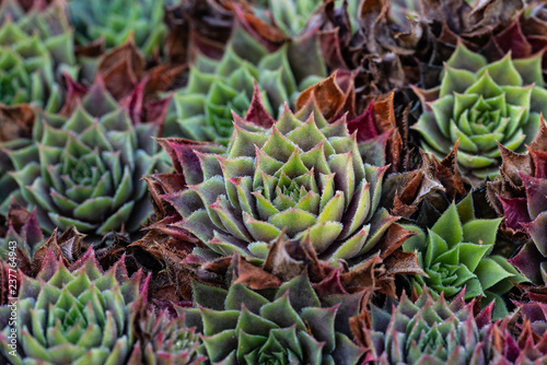 Sempervivum Hauswurz photo