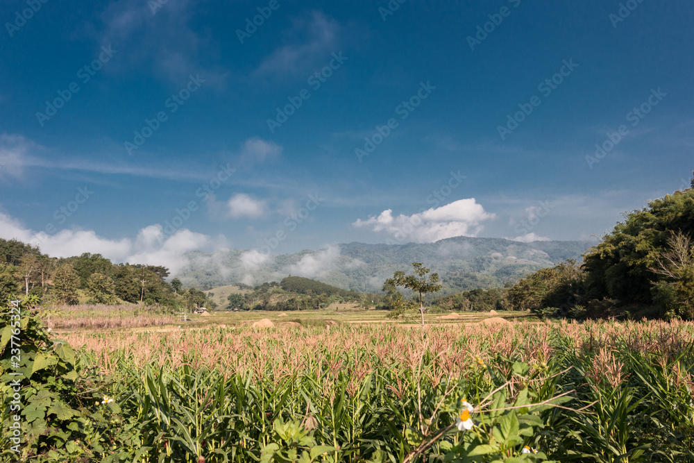 Obraz premium Corn field in winter on the mountain