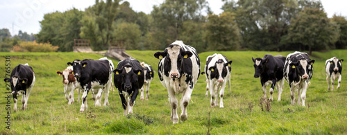 Obraz na płótnie Black and white cows in a grassy field