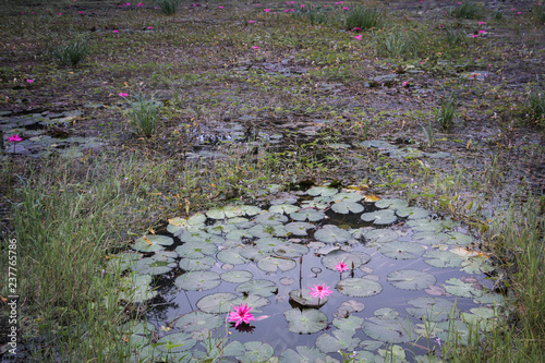 Pink lotus in pool, pink lotus in hot spring pool photo