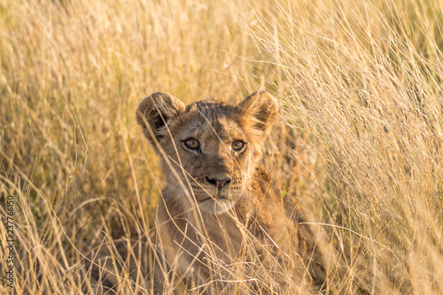 A young lion hinding in the grass of the Central Kalahari Game Reserve