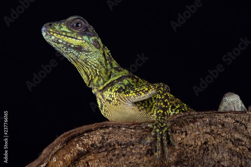 Weber's sailfin lizard (Hydrosaurus weberi)