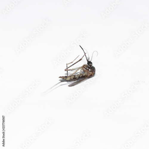 Mosquito dead photo