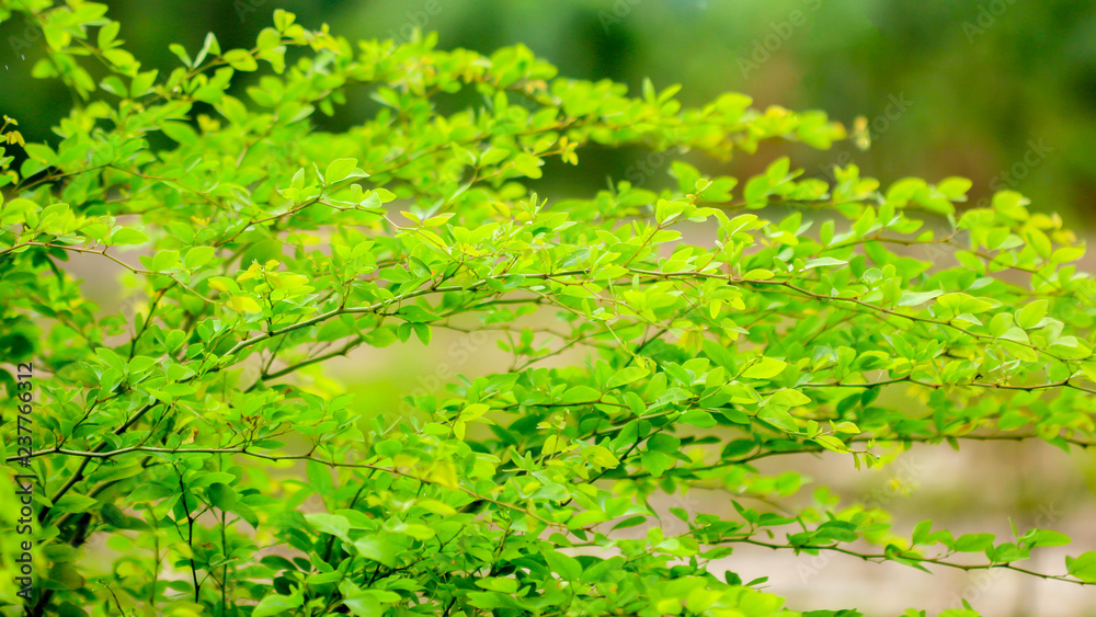 Fototapeta premium green leaves and branch
