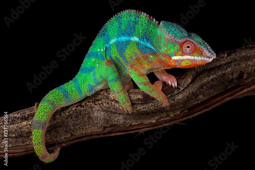 Panther chameleon (Furcifer pardalis) Ambilobe