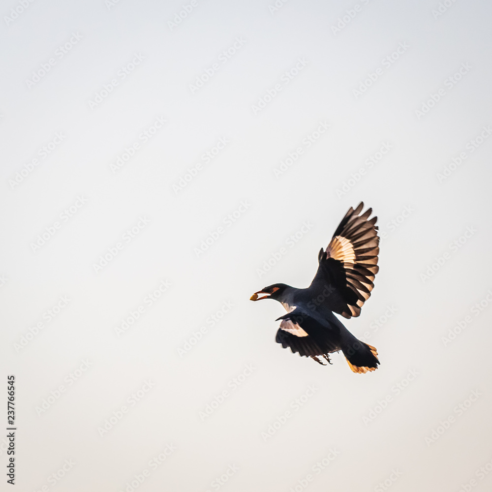 beautiful bird similar to crow flying in the sky beautiful bird similar to crow flying in the sky