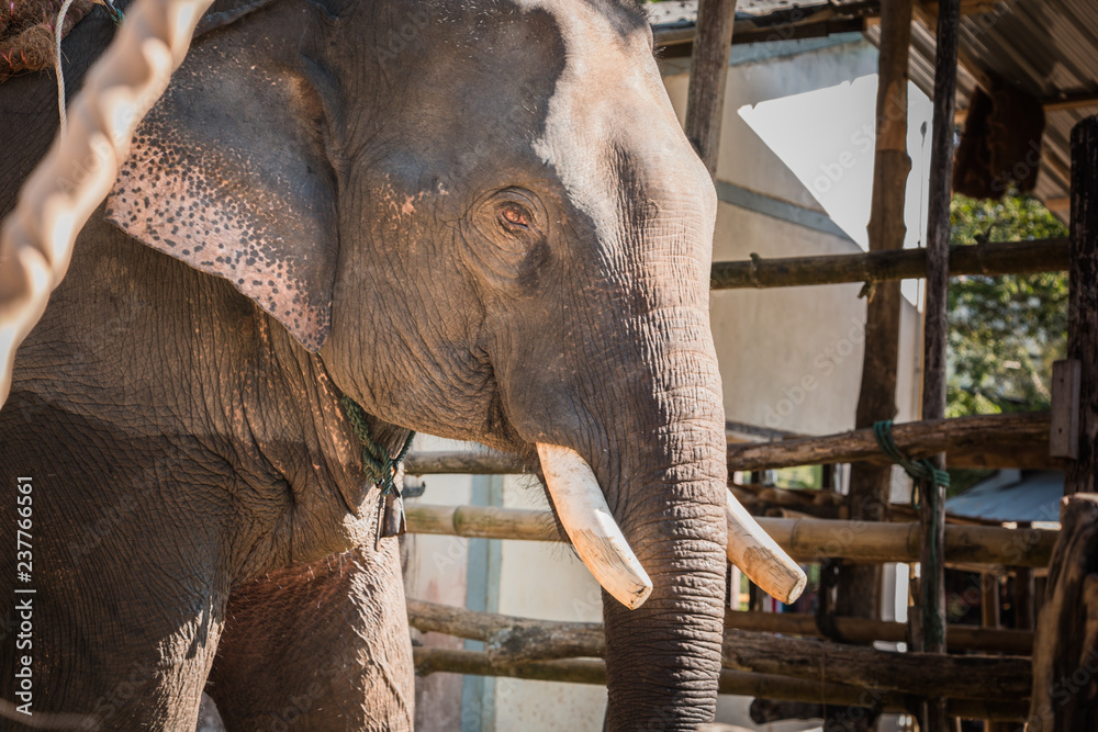 Obraz premium The elephant farm was reared for tourists,.Asian elephant