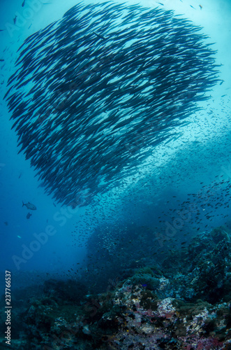 Fototapeta Naklejka Na Ścianę i Meble -  Schooling of Chevron Barracuda, Sphyraena Putnamiae