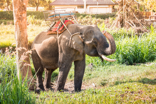 The elephant farm was reared for tourists,.Asian elephant