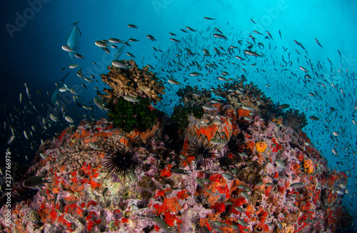 Tropical coral reef covered with soft corals and schools of fish 