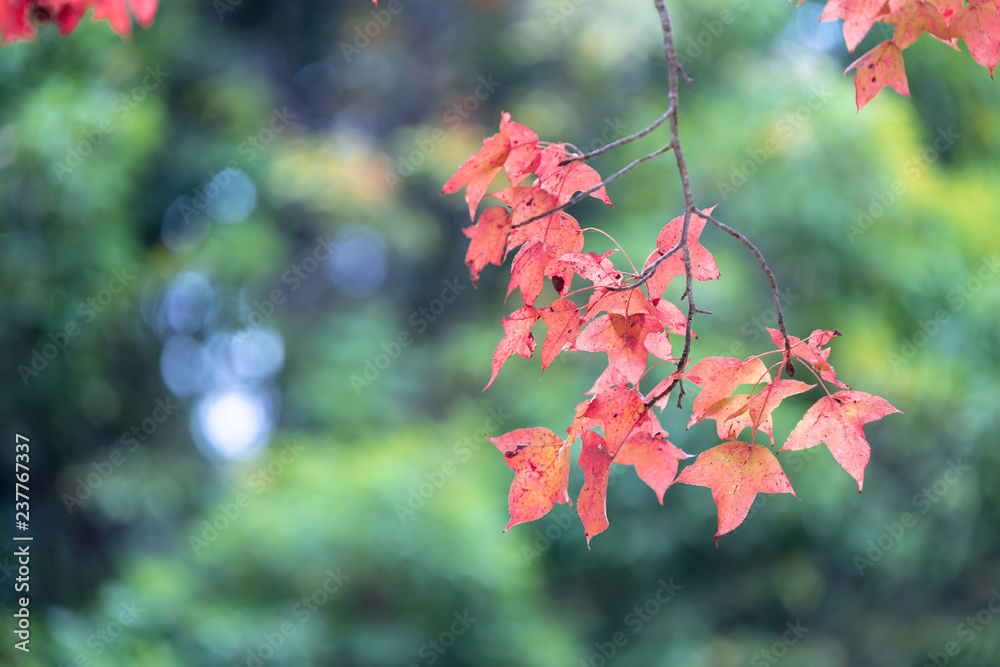 red maple leaf under the maple tree red maple leaf under the maple tree