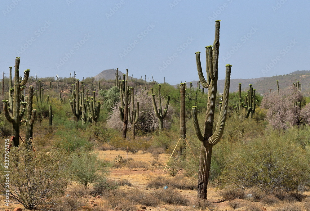 Grove of Saguaro cactus on a hot morning in Arizona with mountains on the horizon Grove of Saguaro cactus on a hot morning in Arizona with mountains on the horizon