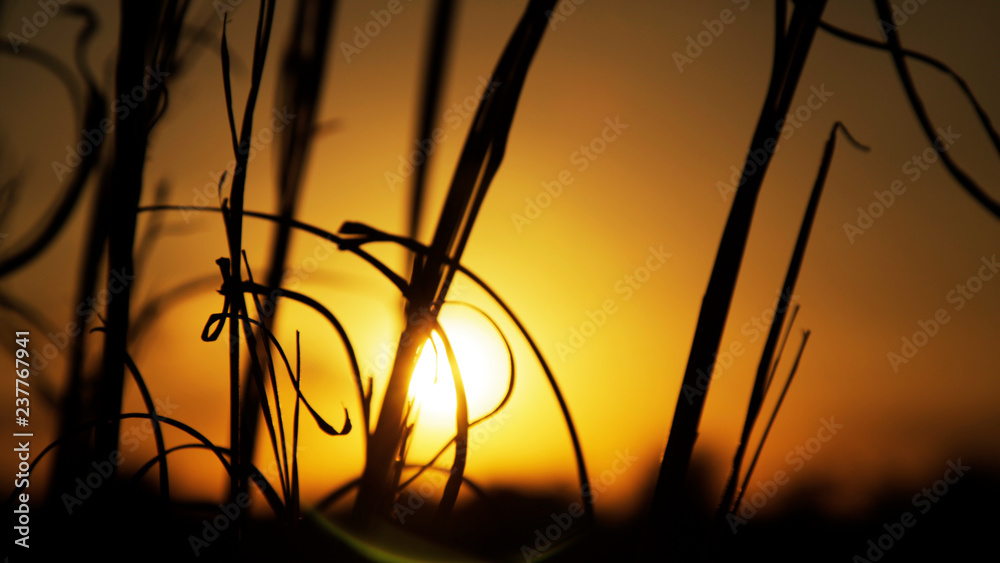 Obraz premium sunset in forest