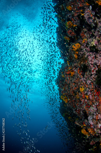 Tropical coral reef covered with variety of coral and shools of fish 