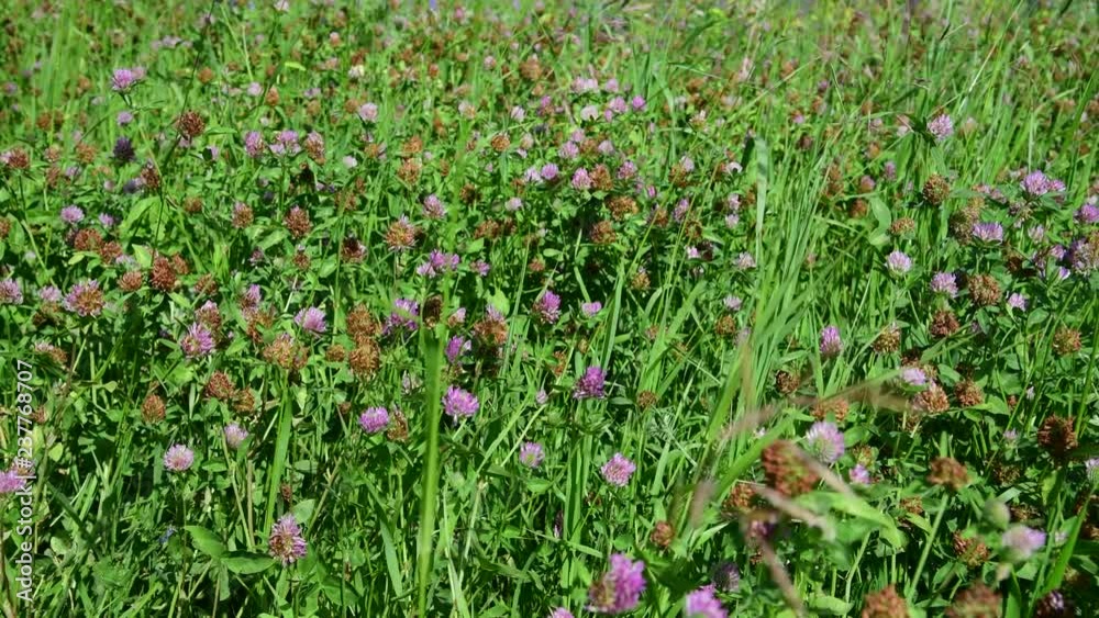 Beautiful summer meadow with clover in Russia Beautiful summer meadow with clover in Russia