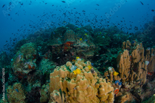 Tropical coral reef covered with soft corals and schools of fish 