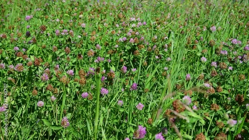 Wallpaper Mural Beautiful summer meadow with clover in Russia Torontodigital.ca