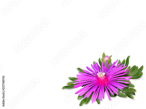 Pink Lampranthus flower card