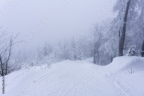 Trees covered with snow in dense fog. Mountain forest in winter. In the distance the silhouette of a cross-country skier emerges.
