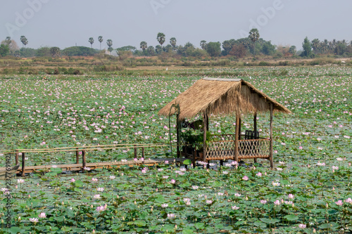  rustic shack sits in a lake full of lotus flowers. flowers are farmed as offerings, decorations and for the seeds that are edible.