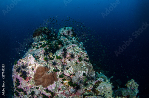 Tropical coral reef covered with Long spined black sea urchin  Diadema setosum