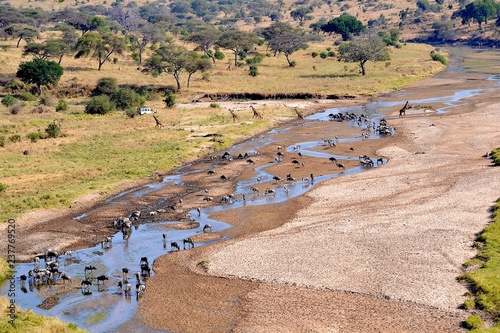 gnuherde taranigre nationalpark flussbett