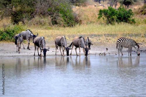 zebra gnu wasserstelle tarangire nationalpark tansania