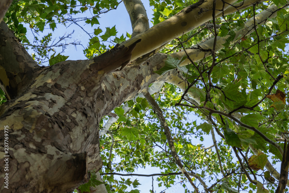 Fototapeta premium Sycamore bottom up, old tree trunk with green leafs, summer season
