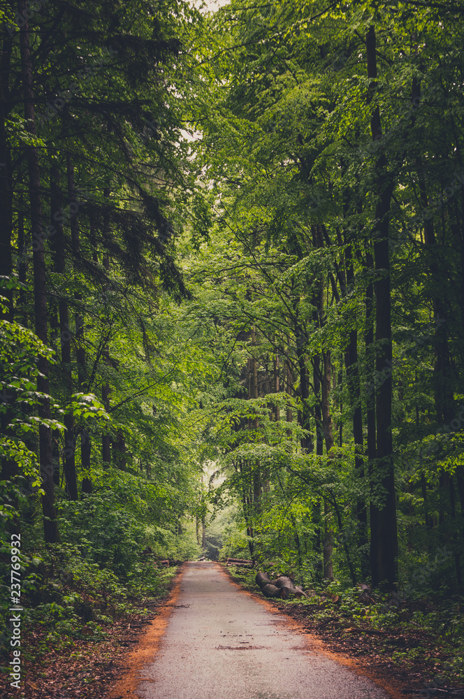 Naklejka premium Beautiful forest way
