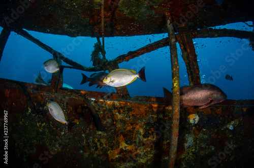 A group of rabbitfishes, Streaked spinefoot (Siganus javus) and a red snapper inside the HTMS Sattakut shipwreck, Koh Tao, Thailand photo