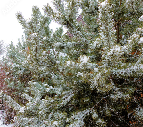 pine branch in the snow © Aleksandr