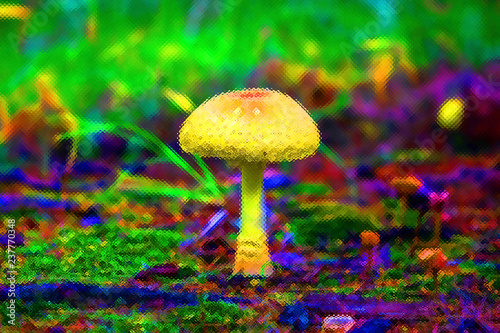 Wallpaper Mural Forest Poisoning mushroom close up on ground Torontodigital.ca