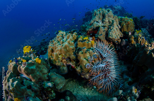 The Crown of thorns starfish, Acanthaster planci in Andaman sea 