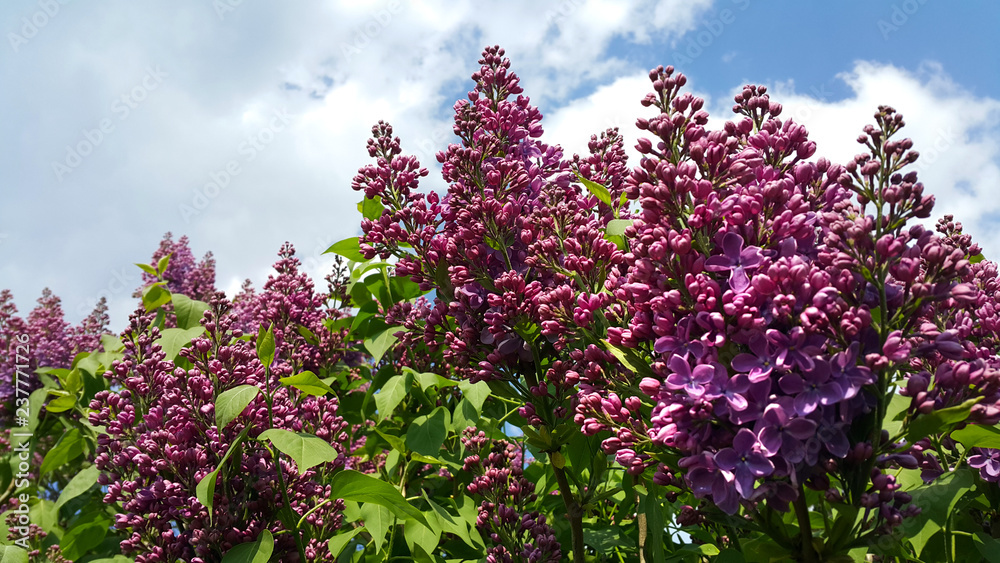 Beautiful flowering spring branches of bright lilac